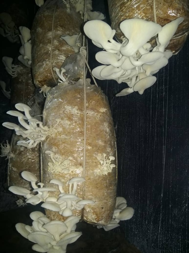 کشت سمارق در غزنی نتیجه‌ی خوب داده است!