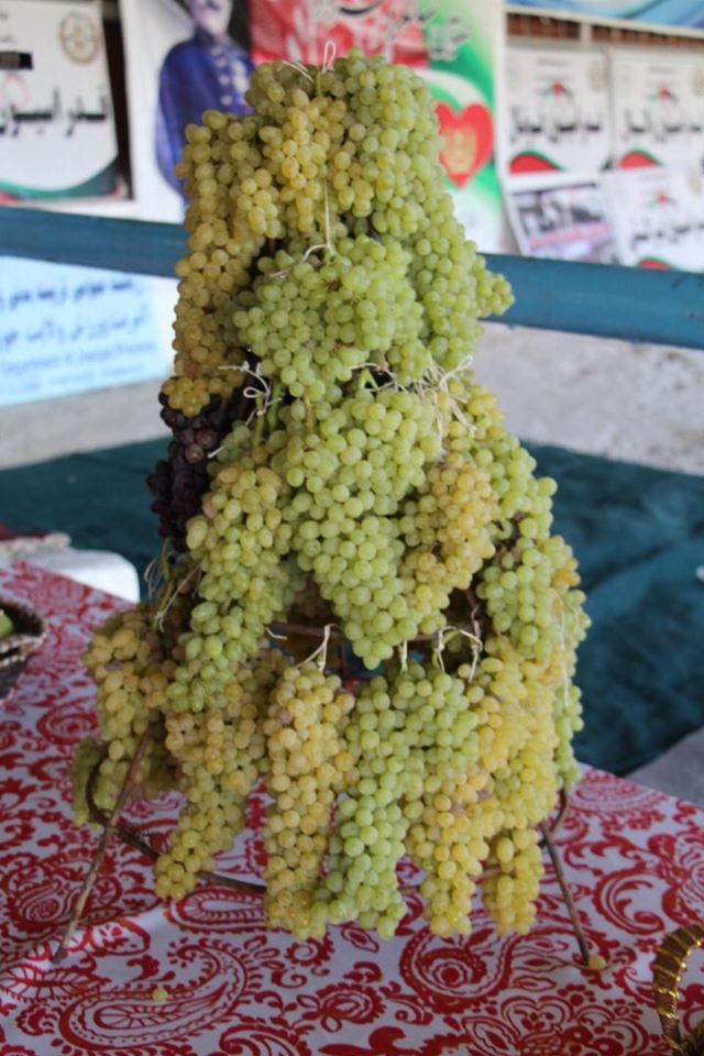 به مناسبت صدمین سالروز استرداد استقلال کشور نمایشگاه محصولات زراعتی در ولایت جوزجان برگزار شد.