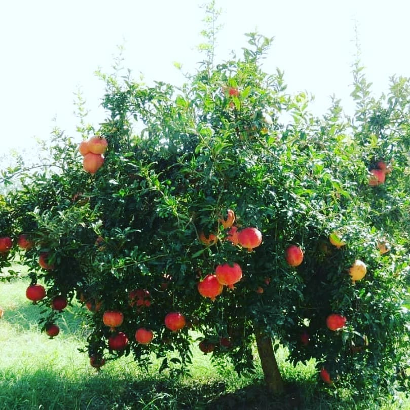 آلبوم انار کندهار