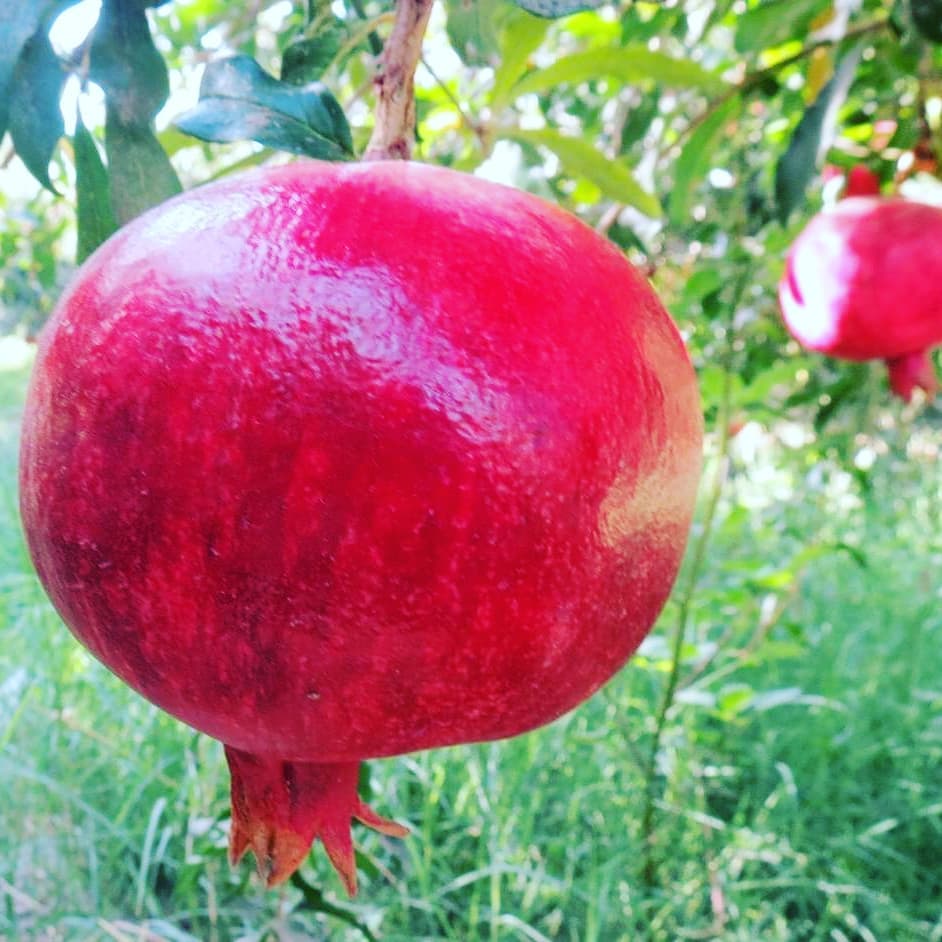 آلبوم انار کندهار