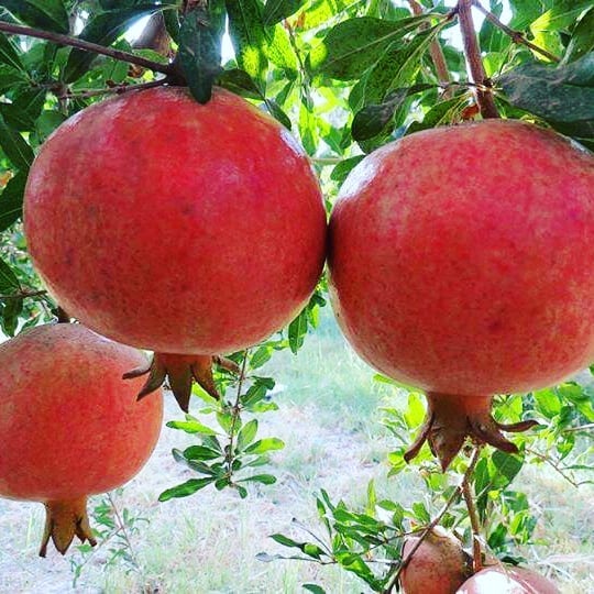 آلبوم انار کندهار