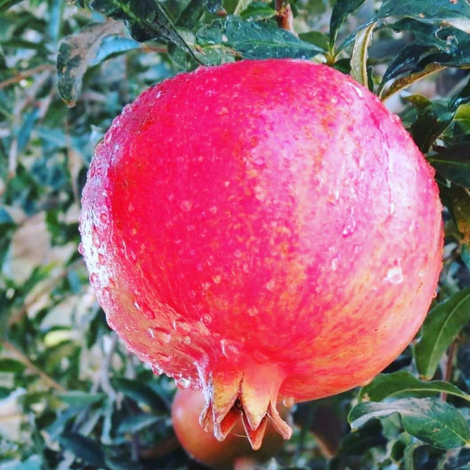 آلبوم انار کندهار