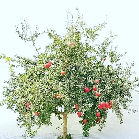 آلبوم انار کندهار