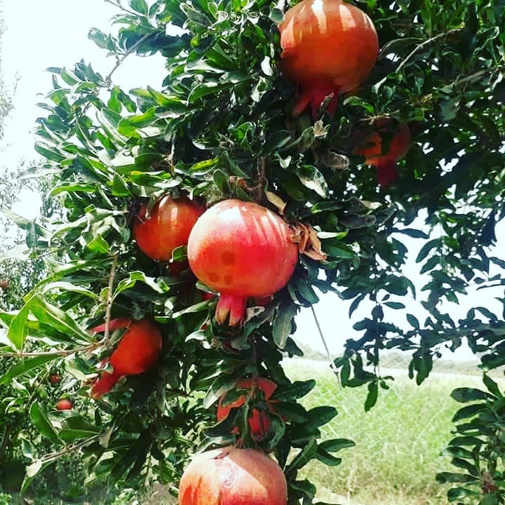 آلبوم انار کندهار