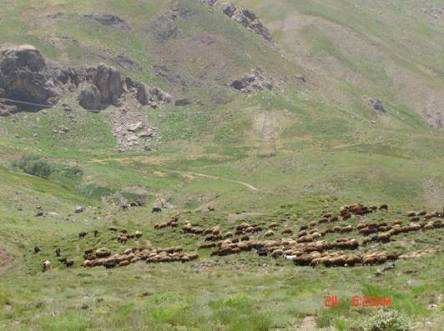 Livestock Boosts in Badghis Again