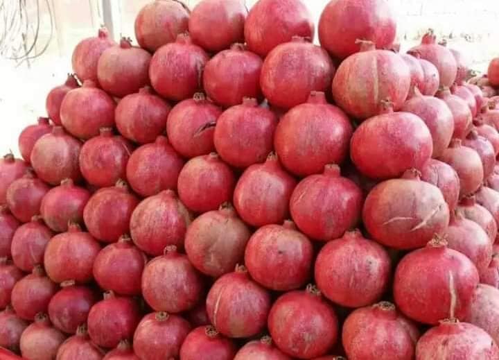هلمند کې د انارو ۱۷ ډولونو ښه پایله ورکړې ده!