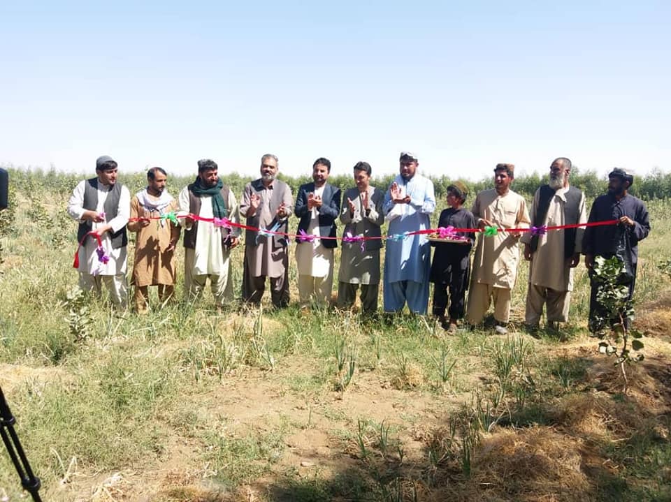 کندهار کې د پستې بڼونو د پیوند چارې پیل شوې