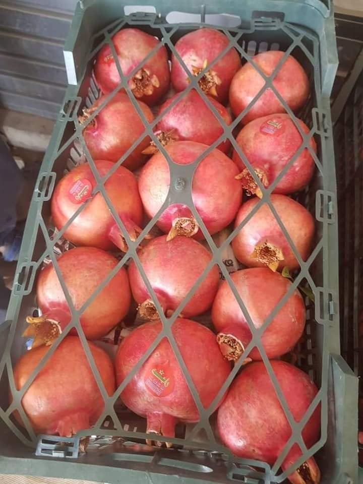 هلمند کې د انارو ۱۷ ډولونو ښه پایله ورکړې ده!