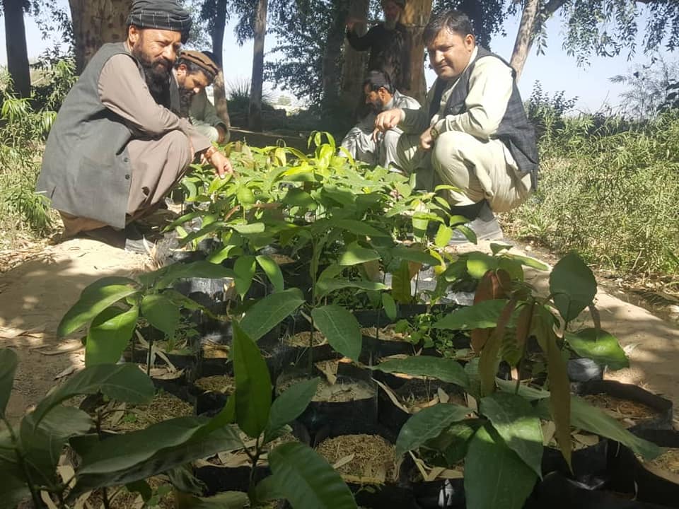 هلمند کې د امو ننداریز بڼ جوړیږي