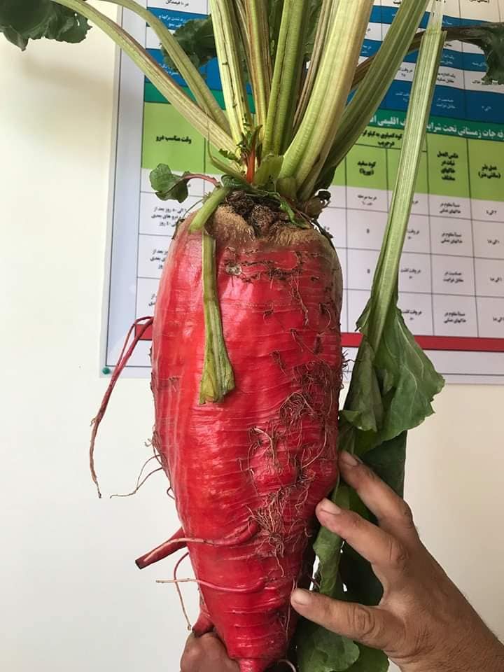 لبلبوی لوگر!