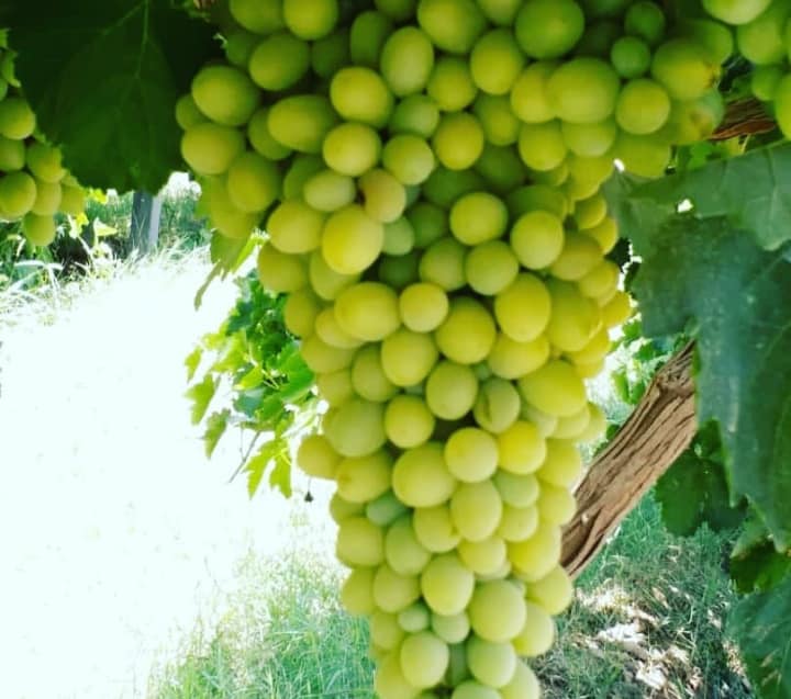 حاصلات انگور امسال، به‌طور اوسط از ۲۰ الی ۳۰ درصد افزایش داشته است.