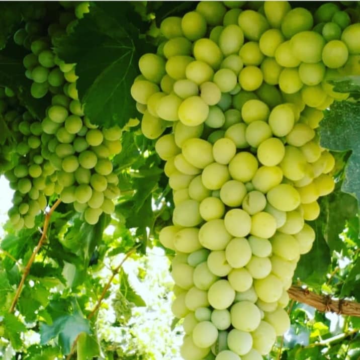 حاصلات انگور امسال، به‌طور اوسط از ۲۰ الی ۳۰ درصد افزایش داشته است.