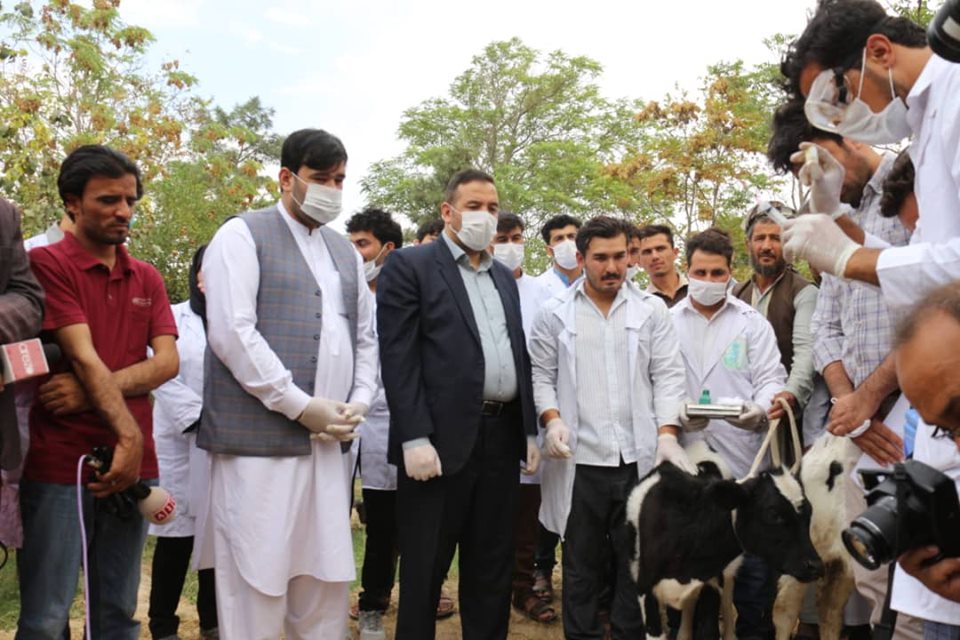  د شمال زون کورني څاروي د بروسلوز پر وړاندې واکسینیږي