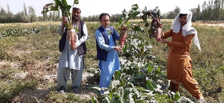 لبلبوی لوگر!