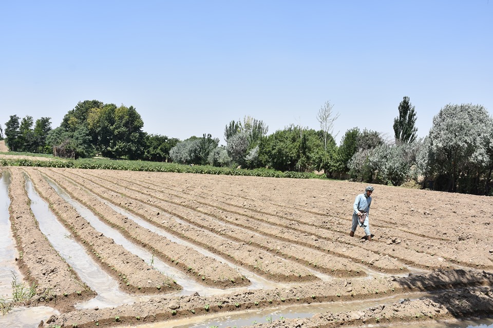 Qalandar’ Irrigation Network Reconstructed in Balkh