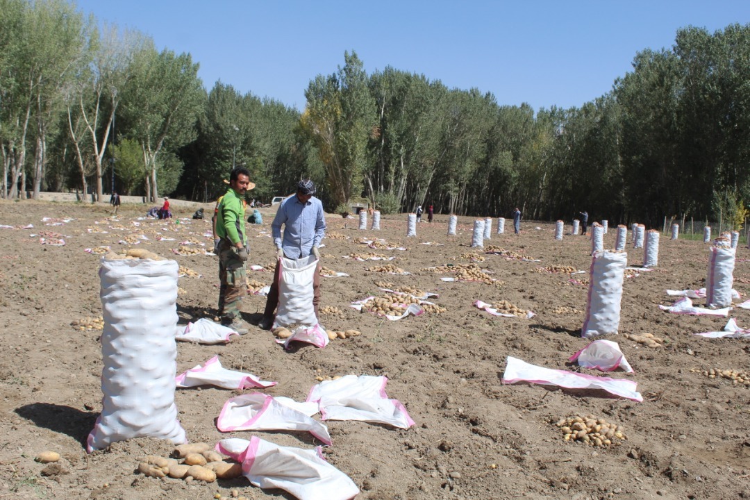 370,000 Tons Potatoes will be produced in Bamyan This Year