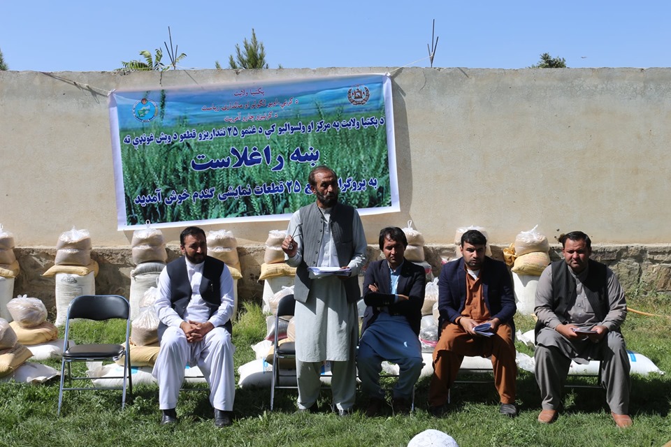 پکتیا کې د غنمو ۲۵ ننداریزې قطعې جوړیږي