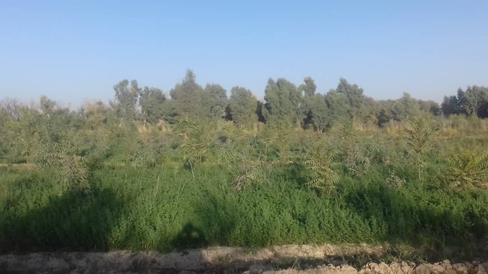  هلمند کې د ځنګلونو او څړځایونو د ساتنې او پراختیا په پار هڅې کړندي شوي