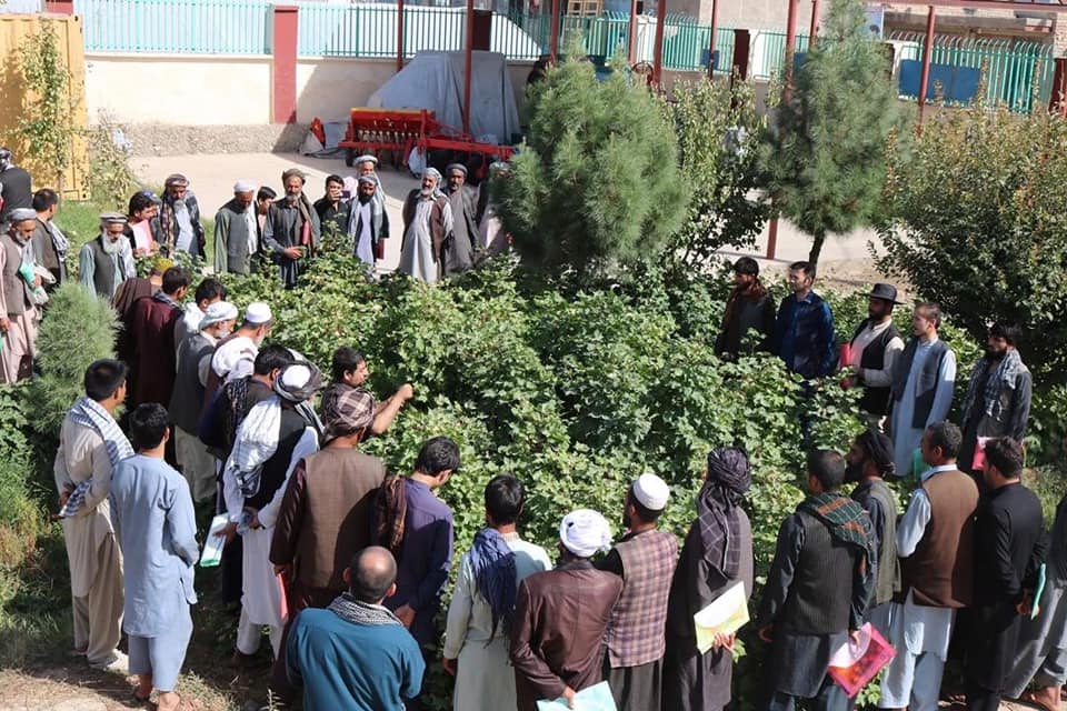 ۲۴۰ دهقان در بلخ در باره نباتات تیلی آموزش میبینند