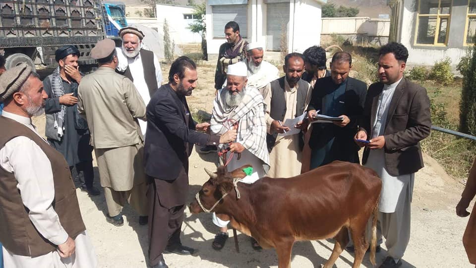  به چهل نفر در لوگر گاوِ نسل کنری توزیع شد