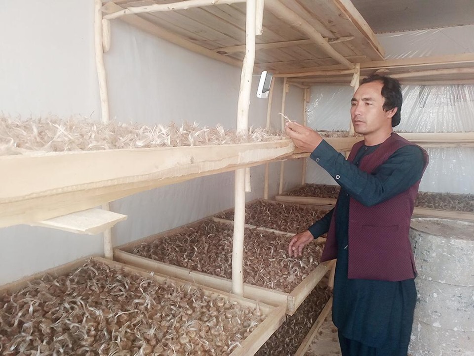 5,000 Saffron Bulbs Distributed in Ghazni