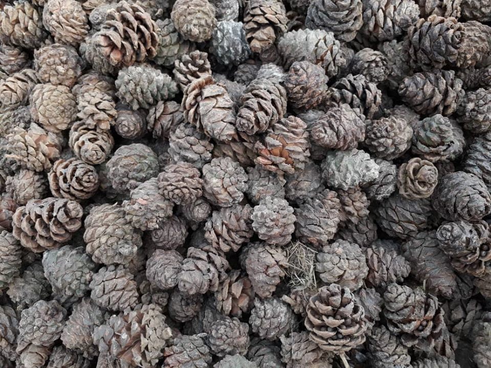 د خوست، پکتیا او پکتیکا د جلغوزیو حاصلات ۱۲ سلنه زیاته شوې