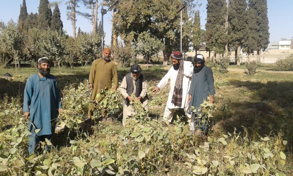 هلمند کې د سویابینو حاصلاتو راټولولو لړۍ پیل شو