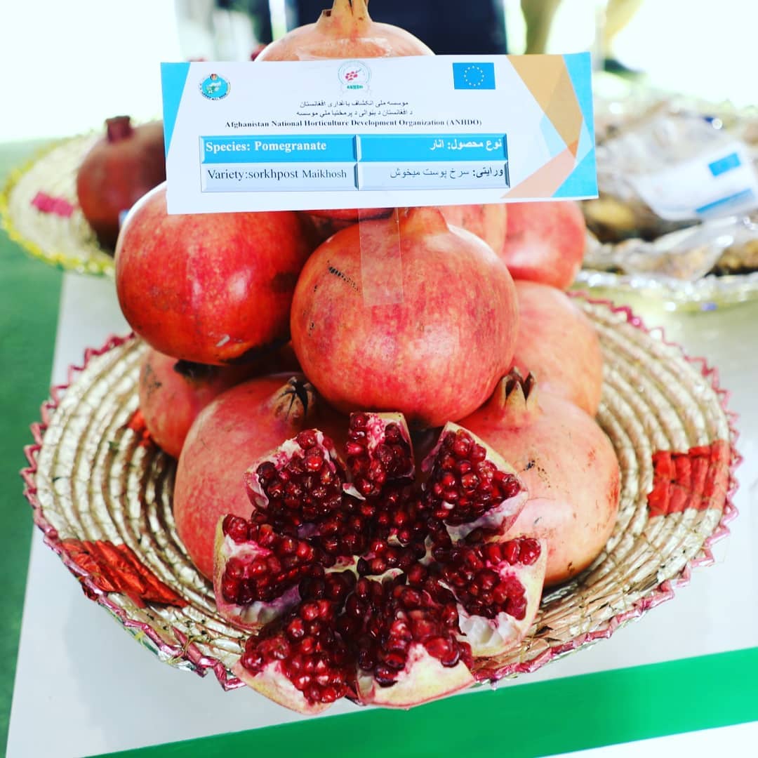 انار در بیست و چهارمین نمایشگاه زراعتی