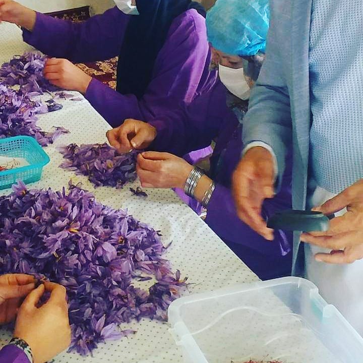 پروسس_زعفران_در_ولایت_غزنی!