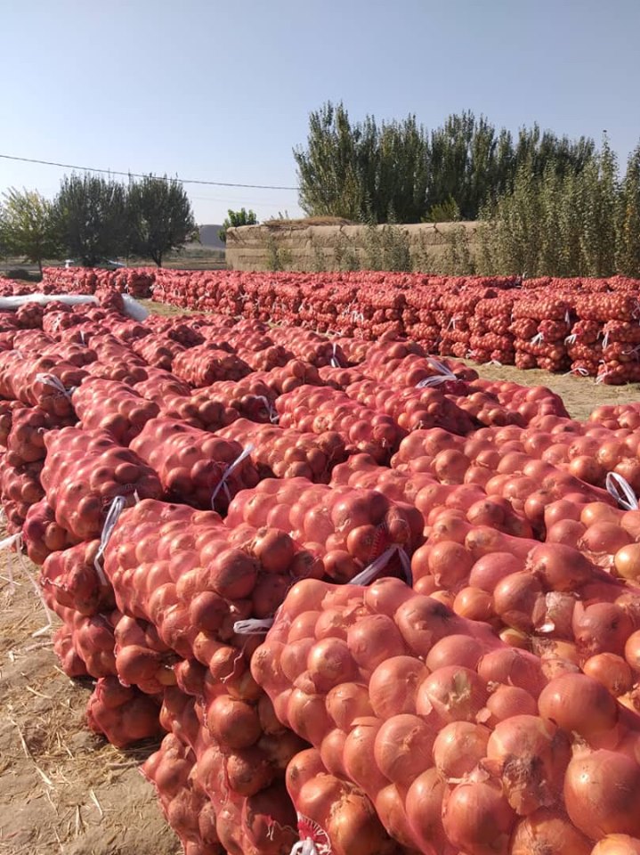 Sar-e-Pul Onion Yields Increase by 20 Percent