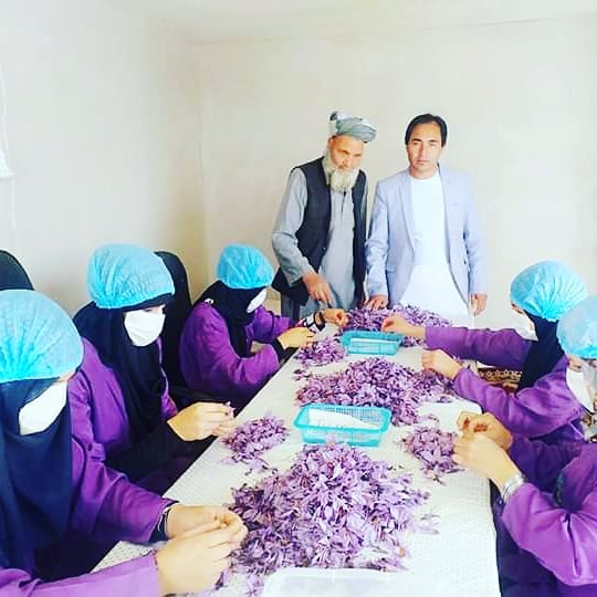 پروسس_زعفران_در_ولایت_غزنی!