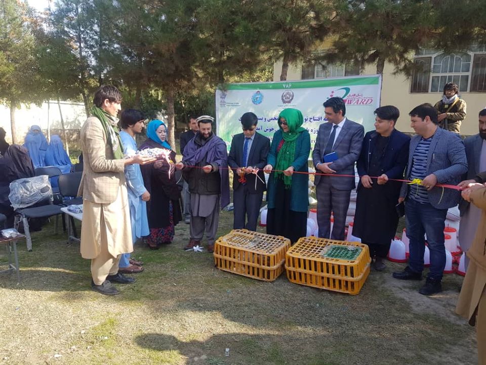 60,000 Egg Laying Chickens to Be Distributed in Badghis