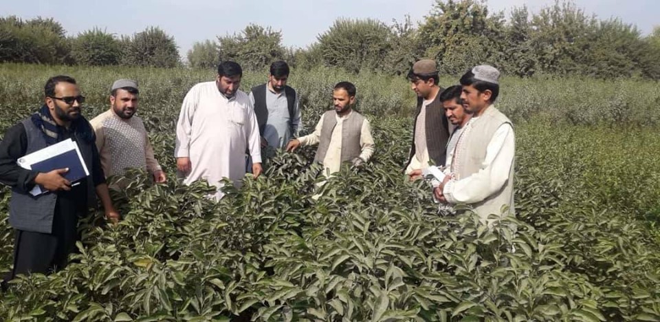 هلمند کې د بڼوالۍ د پراختیا په پار هڅې کړندي شوې