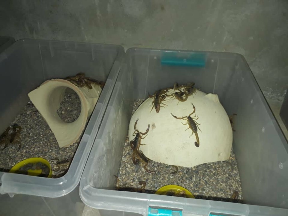 First Scorpion Farm Builds in Helmand