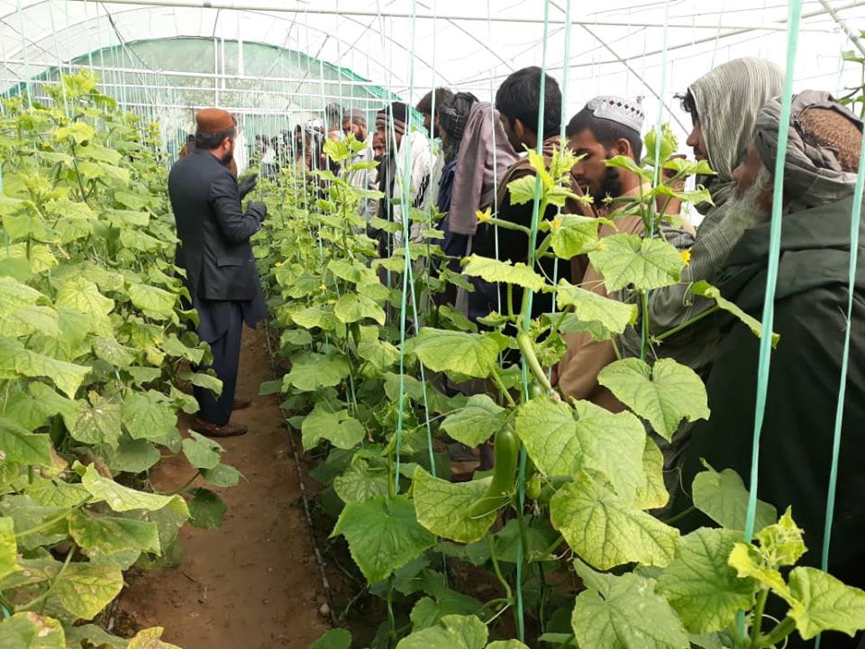 یوشمېر هلمندي بزګران د سبو د بسته بندۍ او درجه بندۍ په برخه کې وروزل شول