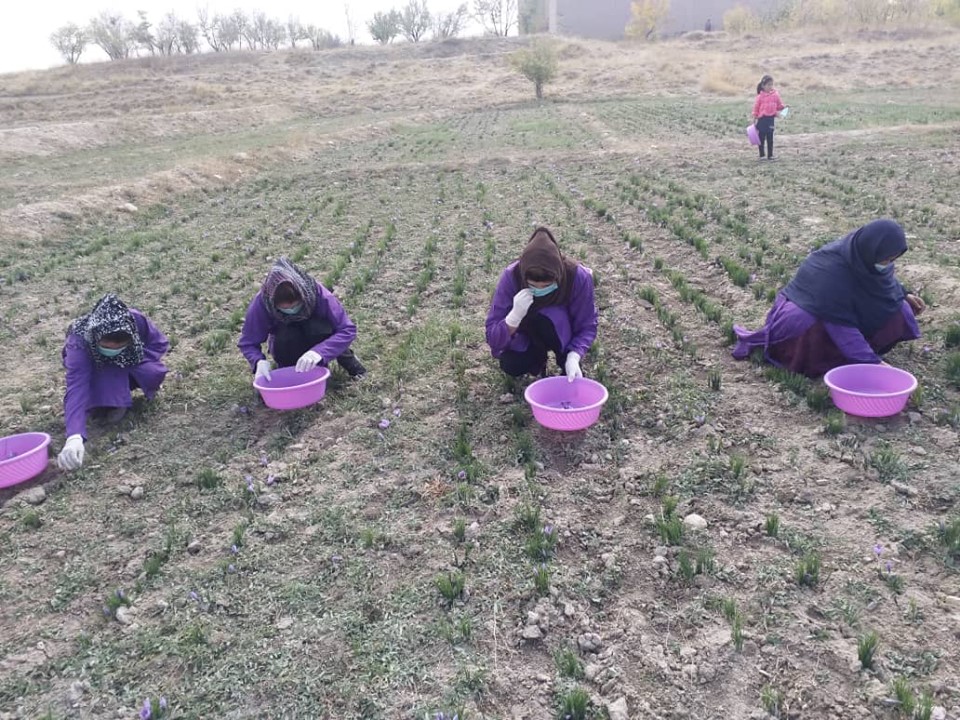 5,000 Kilogram Saffron Bulbs Distributed for Ghazni Farmers