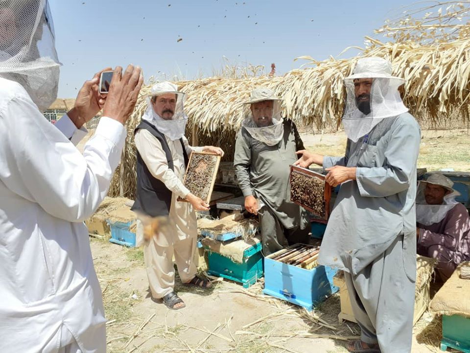 هلمند کې د شاتو مچیو روزنې کاروبار غوړېدلی