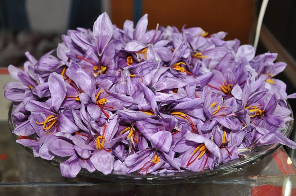 afghanistan saffron