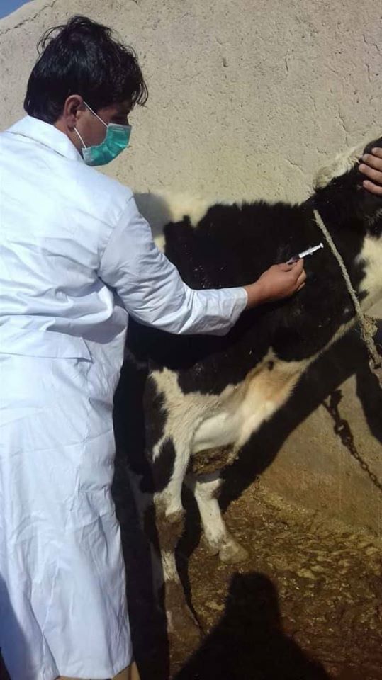 هلمند کې د طبق ناروغي پر وړاندې د واکسینو کمپاین پیل شو