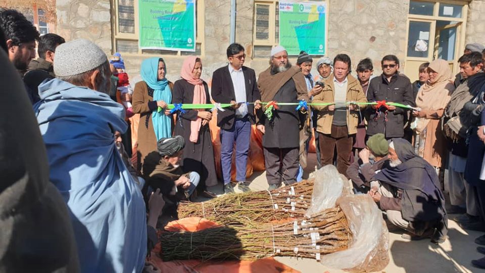 نزدیک به ده‌هزار نهال اصلاح شده بادام در دایکندی توزیع شد