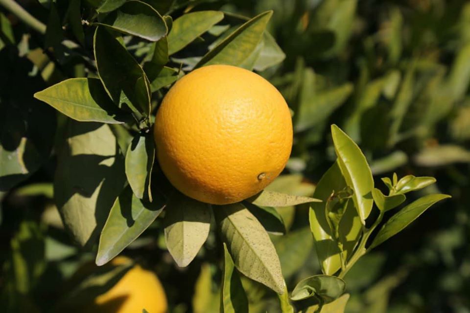 آلبوم تصویری از مالته و نارنج ننگرهار!