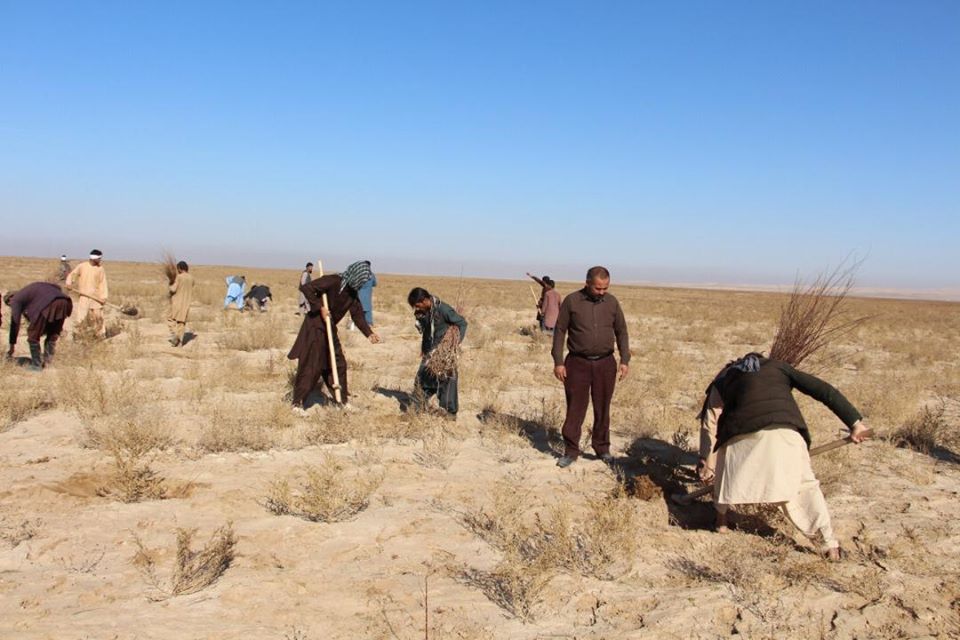 ۶۵هزار نهال گز در جوزجان غرس می‌شود