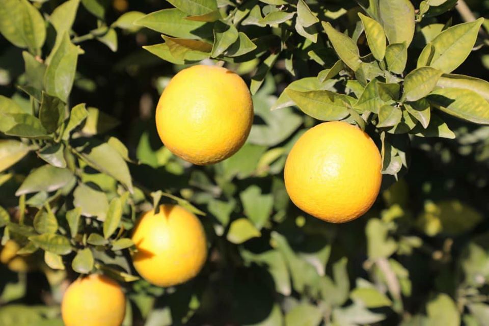 آلبوم تصویری از مالته و نارنج ننگرهار!