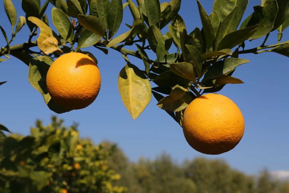 آلبوم تصویری از مالته و نارنج ننگرهار!