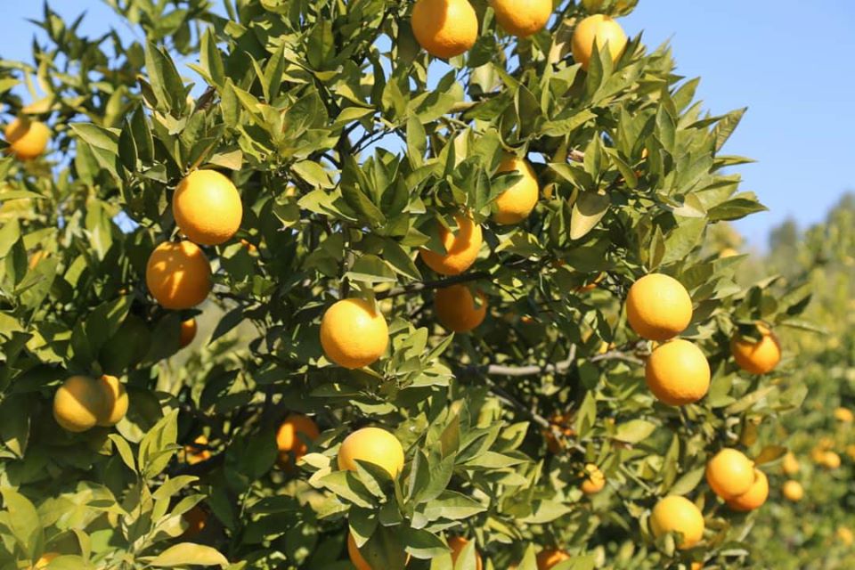 آلبوم تصویری از مالته و نارنج ننگرهار!