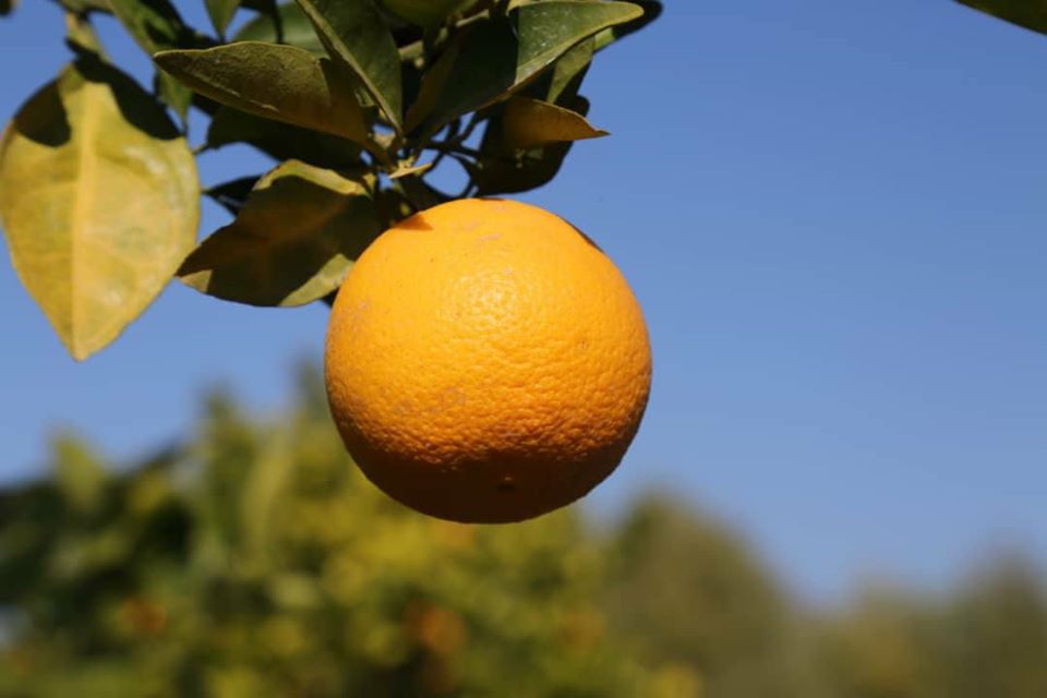 آلبوم تصویری از مالته و نارنج ننگرهار!