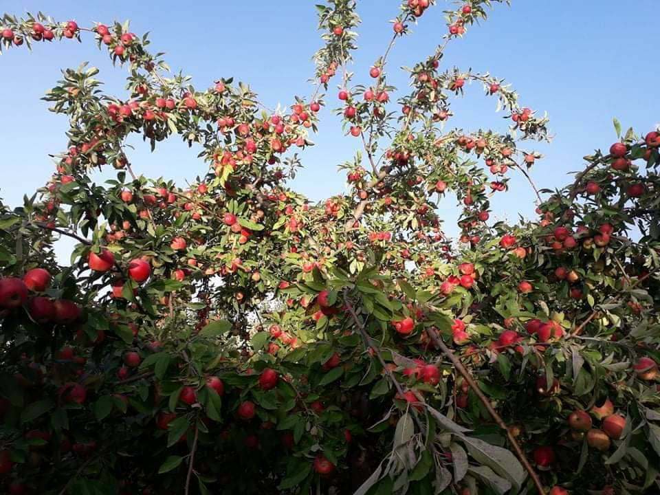 سیب پکتیکا