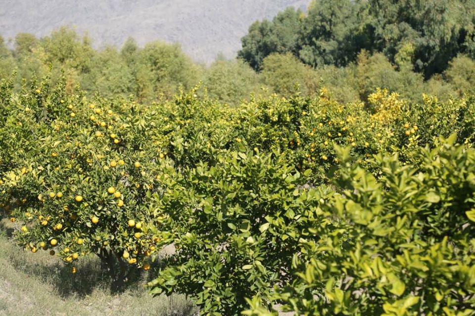 آلبوم تصویری از مالته و نارنج ننگرهار!