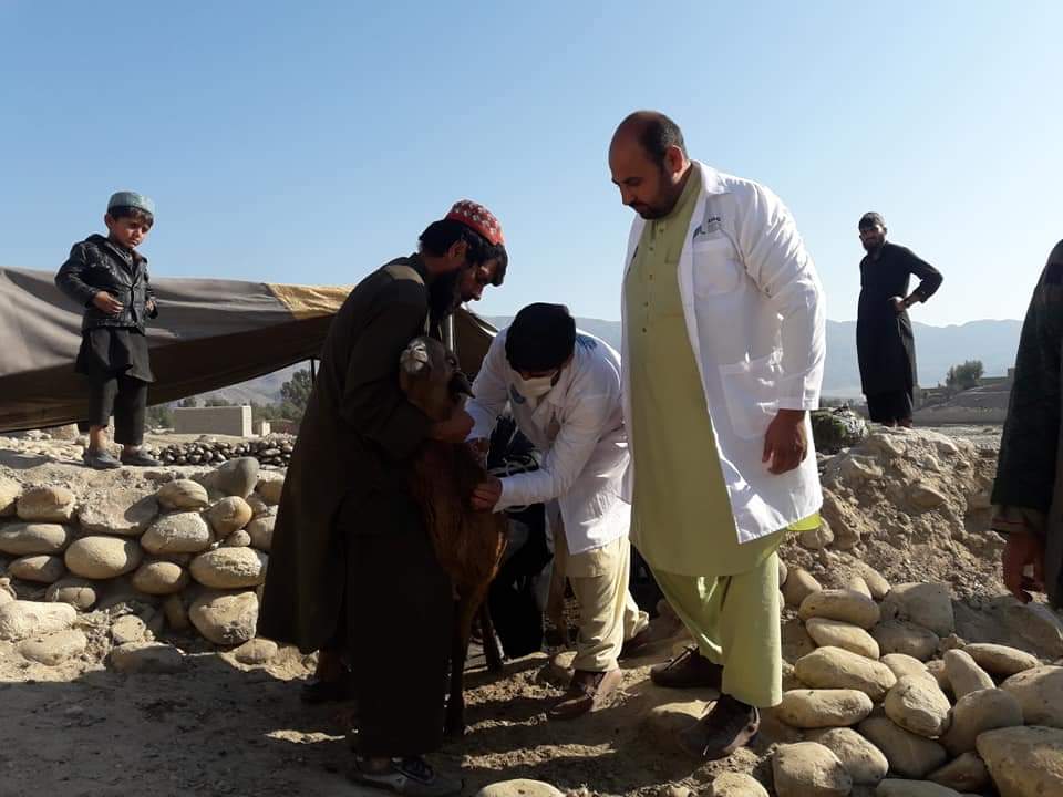 ننګرهار او لغمان کې کوچیانو څارویو ته د ریخک پر وړاندې د واکسین پروګرام پیل شو
