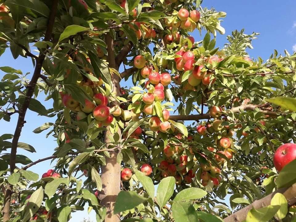 سیب پکتیکا
